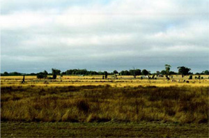 BD11 landscape