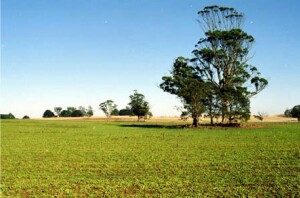 BD6 landscape