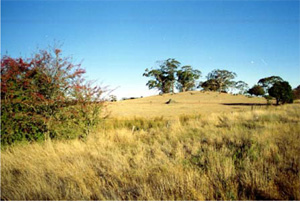 BD7 landscape