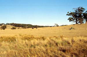 BD8 landscape