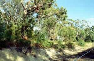 BD9 landscape