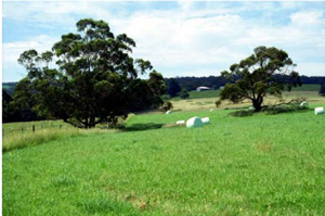 CLRA10 landscape