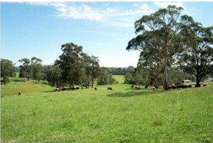 CLRA11 landscape