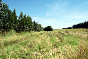CLRA15 landscape