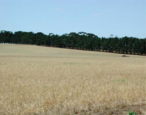 CLRA2 landscape