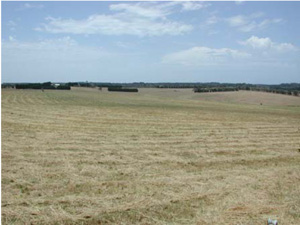CLRA36 landscape
