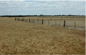 CLRA3 landscape