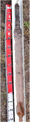 CLRA41 profile