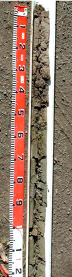 CLRA47 profile