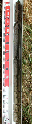 CLRA49 profile