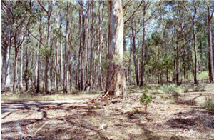 CLRA53 landscape