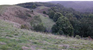 COF01a landscape