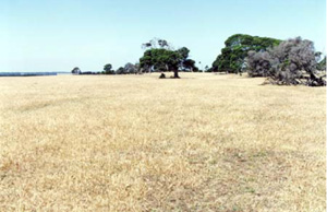 OTR489 landscape