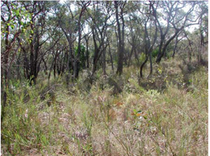 OTR499 landscape