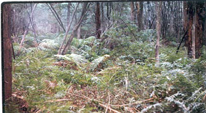 OTR607 landscape