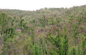 OTR740 landscape
