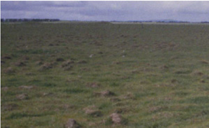 SFS20 landscape