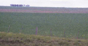 SFS21 landscape