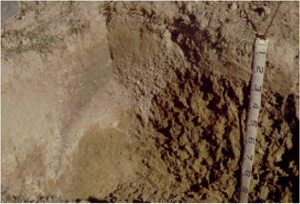 SFS5 landscape