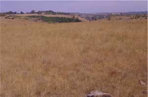 SW100 image 2