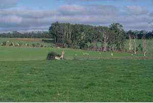 SW31 landscape