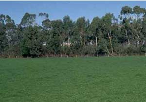 SW32 landscape