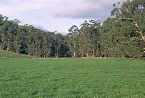 SW33 landscape