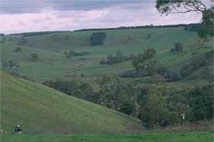 SW42 landscape