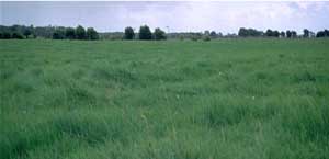 SW5 landscape