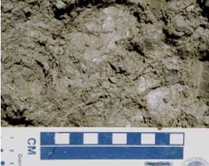 SW86  landscape