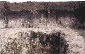 SW87  image 1