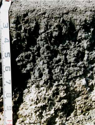 SW87  profile