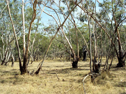 Unit 184 image a