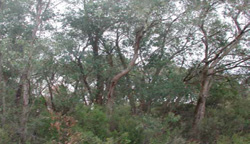 Unit 67 image c