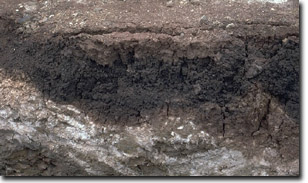Photo: Vertosols black