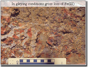 Photo: In gleying conditions gross loss of Fe(III)