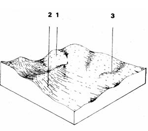 Ordovician plain