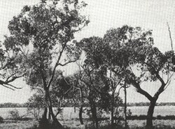 A Study of land in the catchments of the Otway Range and adjacent plains - gherang gherang