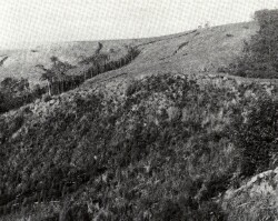 A Study of land in the catchments of the Otway Range and adjacent plains - yahoo creek