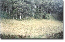 Image: Eruption Point, Mt Buninyong