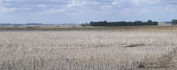 Image: SFS4 landscape