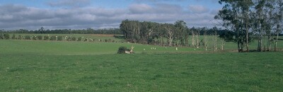 SW31 Landscape