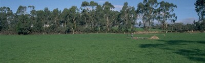 SW32 Landscape