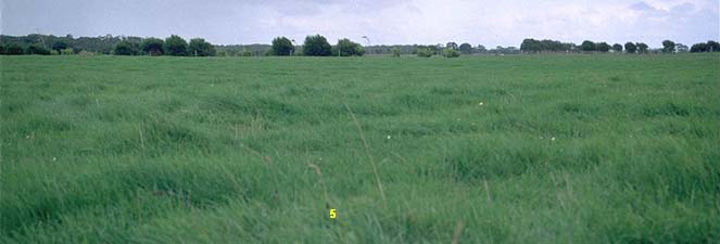 SW5 landscape