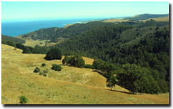 Photo: Ragwort (foreground) can infest large areas of the Otways region.