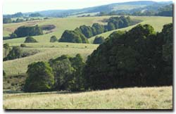 Photo: The Weeaproinah area receives an average annual rainfall of 1 937 mm. 