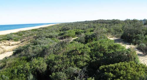 Soils and lanforms of the Bairnsdale Dargo region - a guide to the major agricultural soils of East Gippsland 2011 - Coastal duneslandform