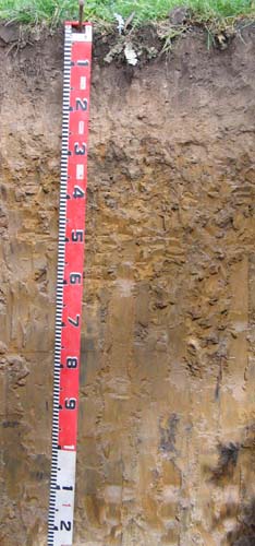 Soils and lanforms of the Bairnsdale Dargo region - a guide to the major agricultural soils of East Gippsland 2011 - Fernbank EG256 - profile