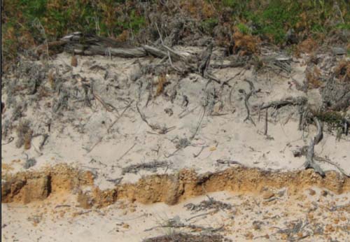Soils and lanforms of the Bairnsdale Dargo region - a guide to the major agricultural soils of East Gippsland 2011 - Fernbank landuse