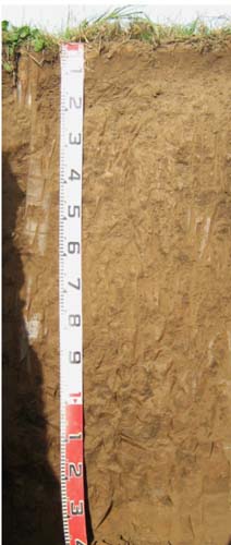 Soils and lanforms of the Bairnsdale Dargo region - a guide to the major agricultural soils of East Gippsland 2011 - Lindenow - EG209 profile